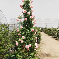 Розовый дракон 【1,5 метра】