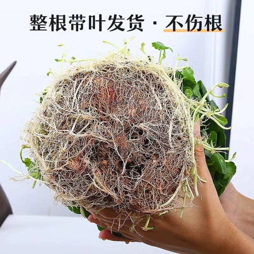 Четыре сезона хорошая медная монета