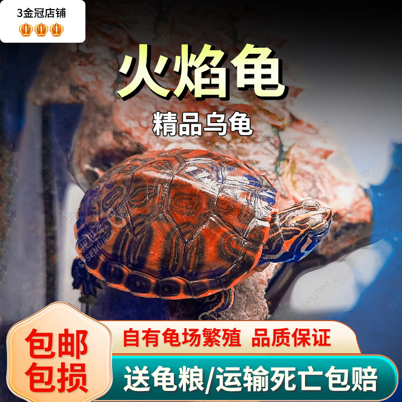 养只龟龟当宝贝?火焰龟、冷水乌龟,哪个才是你的最佳选择?🔥🐾-龟-淘宝好物网