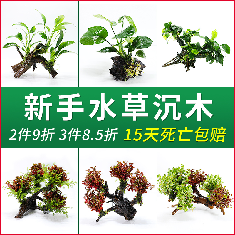 Pig lazy water vegetable fish tank View small banyan tree loose leaves of small banyan green court