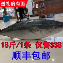 Marine fish big fish golden mackerel deep sea green sweet fish swallow mackerel mackerel 18kg whole high-end gift box gift