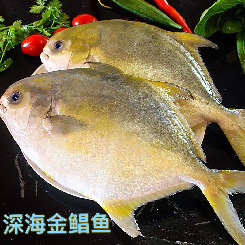 6 dress extra-large pomfret goldfish goldfish sea fish flat fish silver pomfret big fish seafood frozen aqua non with fish 6 catties