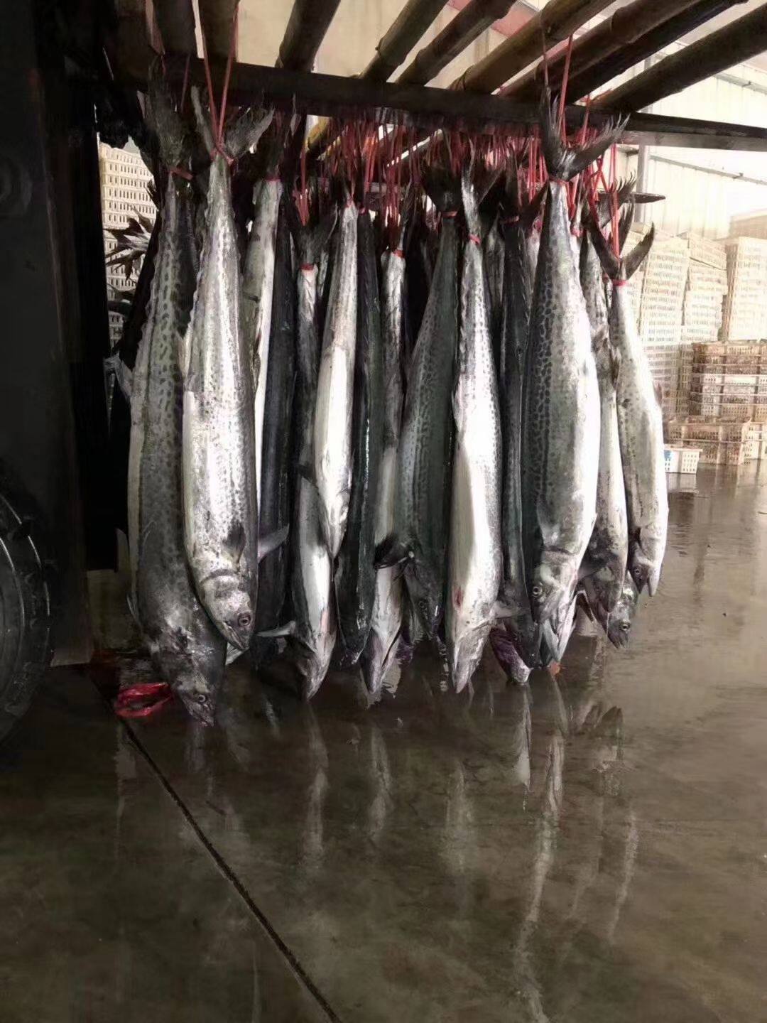 (horse shark fish 8 catties) Yellow-carb fish big horse shark fish gold mackerel fish fish whole fish for marine fish Tackerfish
