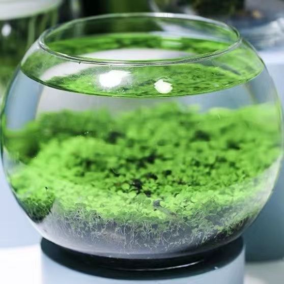 微观绿洲：水草种子的创意微景观艺术