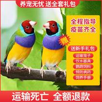 Colorful bird live small pet bird ornamental bird pearl bird live gray and white bird live bird food