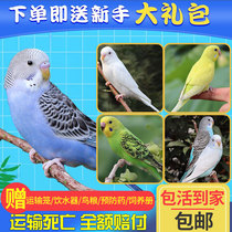 Tizo parrot live bird live animal budgerigar bird live bird can learn to speak bird live bird pet parrot