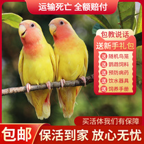 Peony parrot live bird live animal hand-raised yellow peach green peach bird will teach live hand-raised breedable pet bird