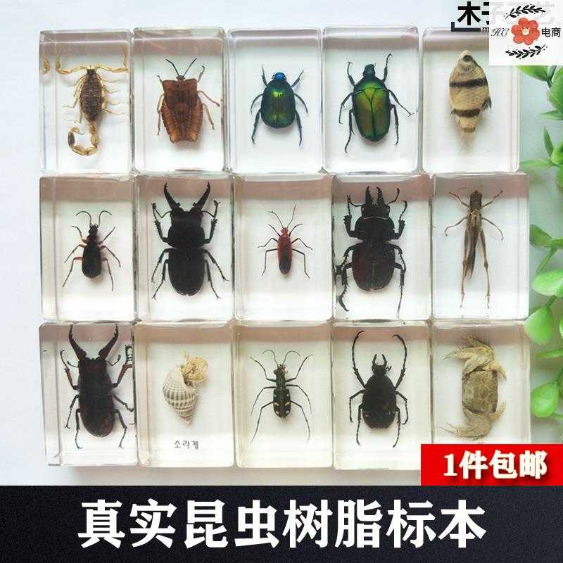 蠍子標本昆蟲標本真蟲甲蟲蜜蜂天牛小動物真實昆蟲標本透明樹脂