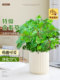 含羞草盆栽室内客厅办公桌面上趣味可爱小绿植害羞草四季好养花卉