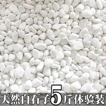 Small white pebble pebble cobblestone flower pot multi-meat paved daily withered landscape patio Courtyard Balcony built with decoration white stones