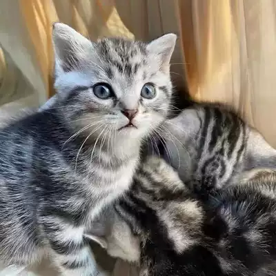 Kitten cat cat cat tabby Cub Cute pet cat Chinese civet cat garden cat