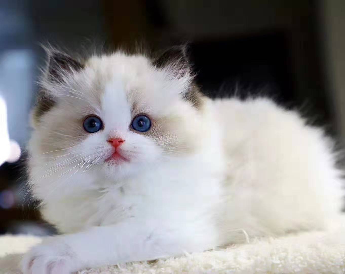 Puppet Cat Infant Cat Seal Blue Eyed Sea Double Bum Puppet Cat Fairy Cat Blue Double Wave Puppet Puppet Pre-sale Deposit