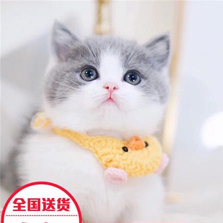UK Short Hairy Cat Blue White Young Cat Blue White Cat English Short Blue White Milk Cat Blue Cat Cub Pet Cat Cute Short Hairy Cat