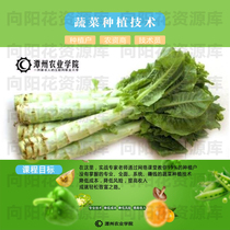 Tanzhou education lettuce planting quality courses Tanzhou agricultural vegetable planting technology Tanzhou out-of-print courses