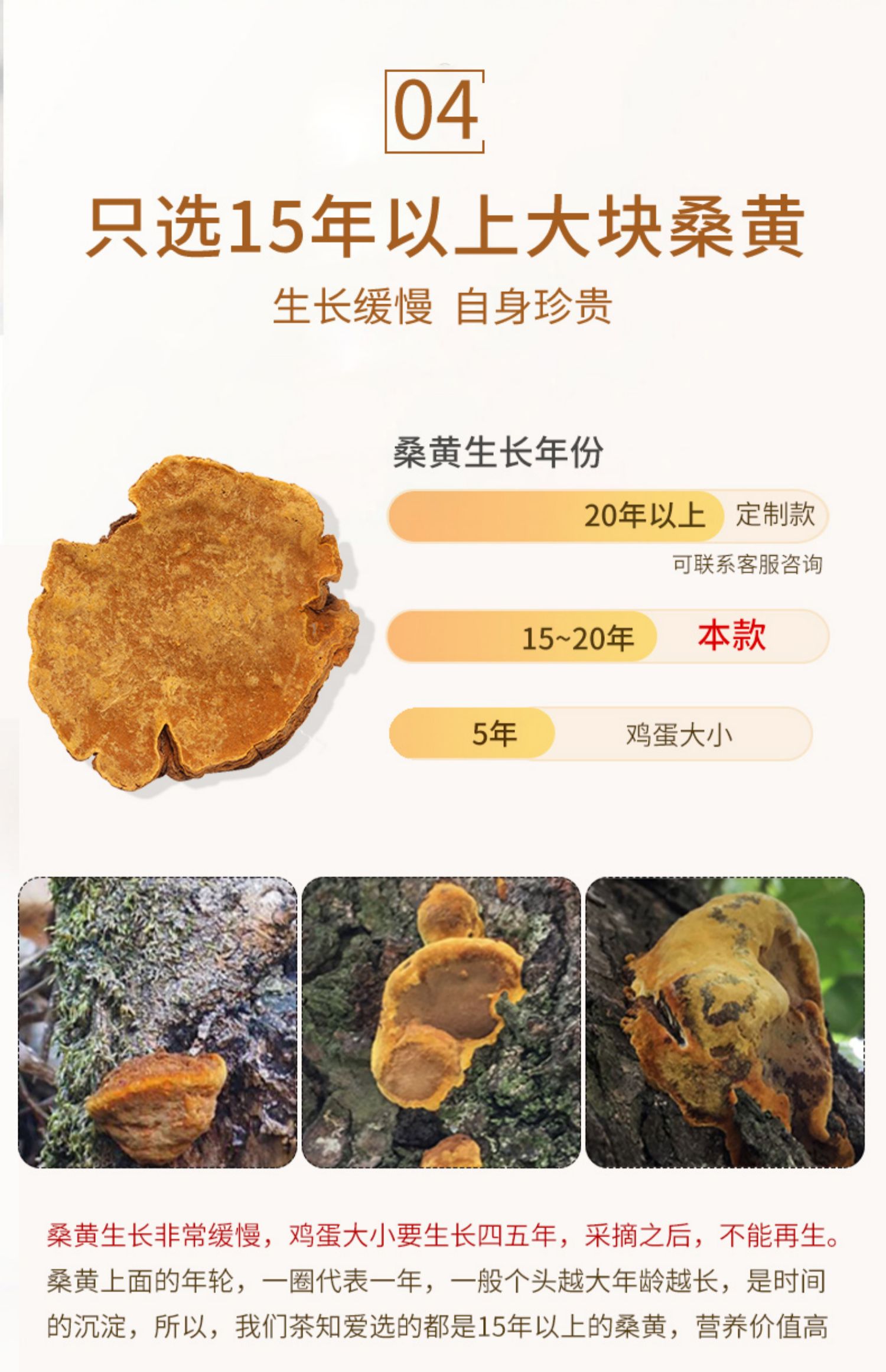 西藏野生桑黄片10g+送红枣片100g