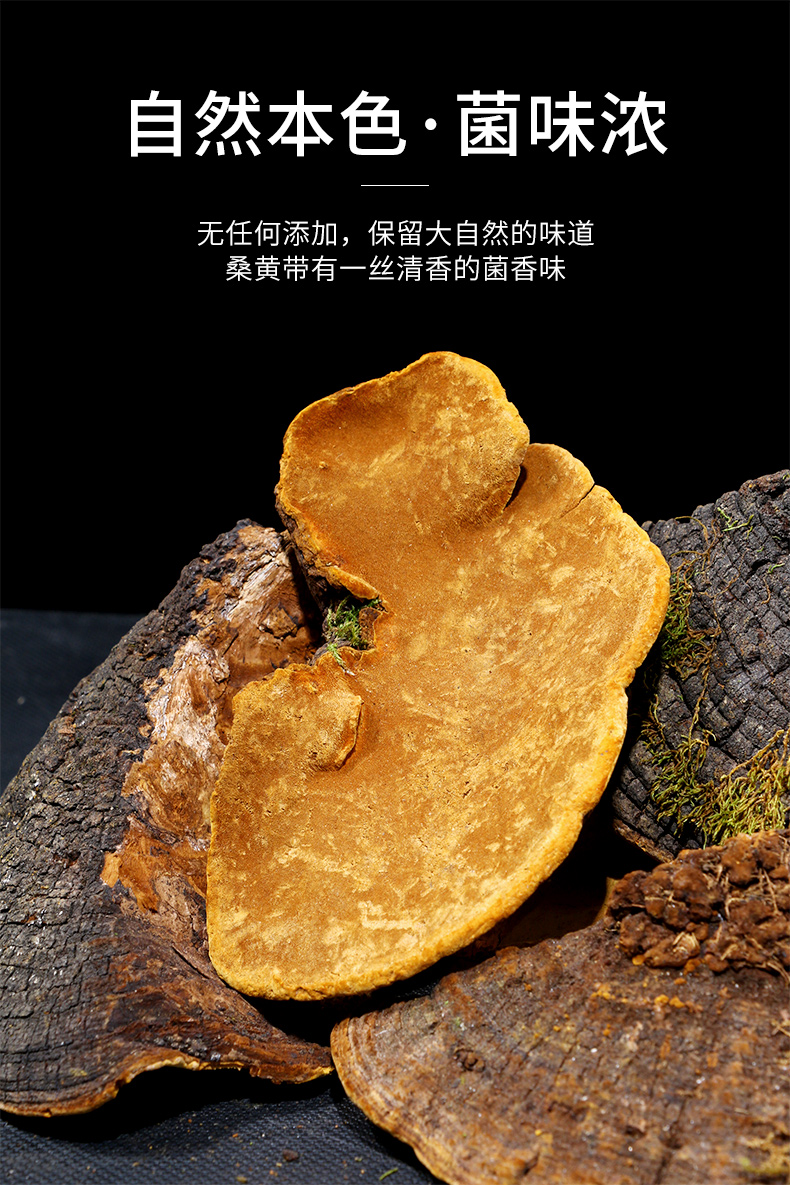 西藏野生桑黄片10g+送红枣片100g