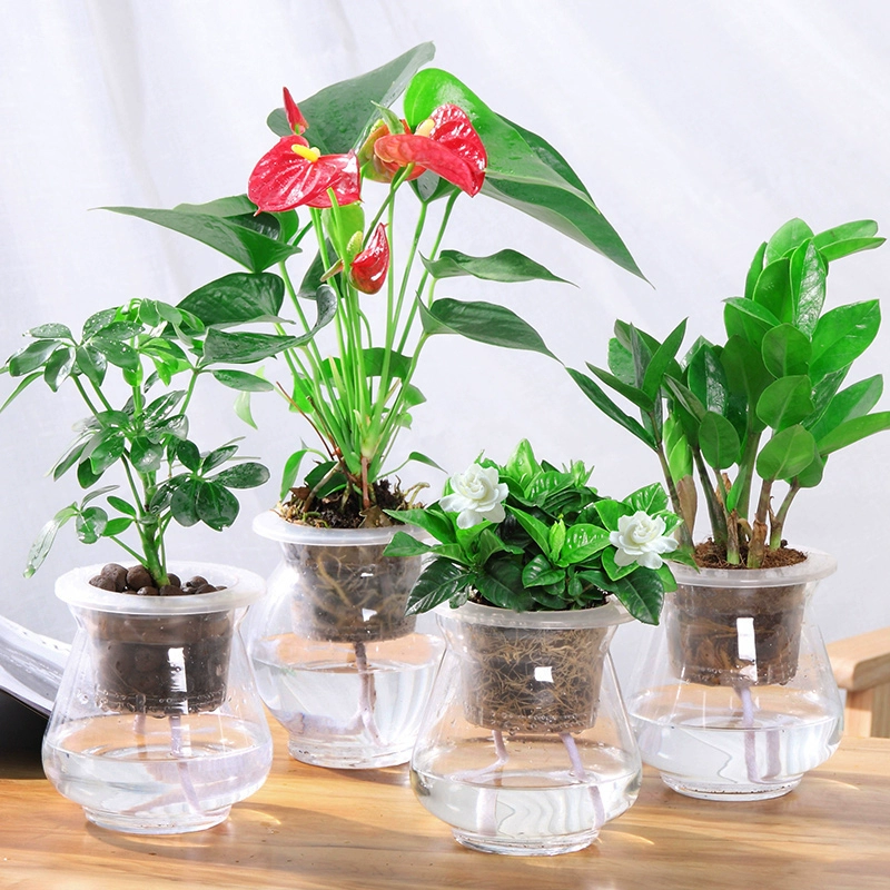 Cây thủy canh Fortune Wenzhu Green Luo Fugui Tre Cây xanh Trồng trong nhà Cây xanh Cây thủy tinh trong nhà Bình thủy tinh Gardenia - Vase / Bồn hoa & Kệ