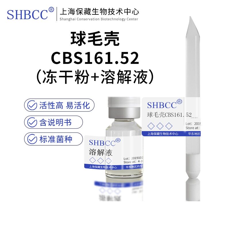 包邮冻干粉球毛壳CBS161.52菌种服务