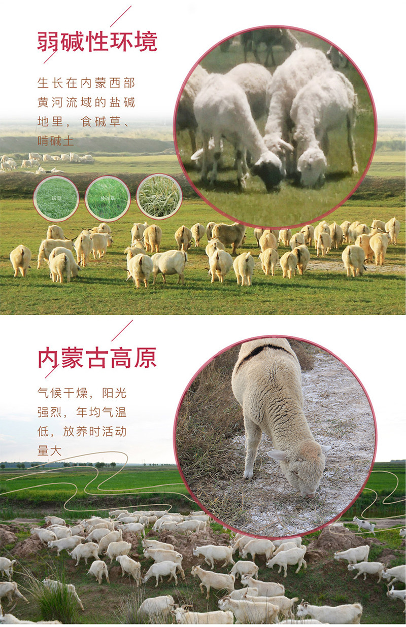 内蒙古 碱滩羊 180天羔羊整切羊排 3斤 图5