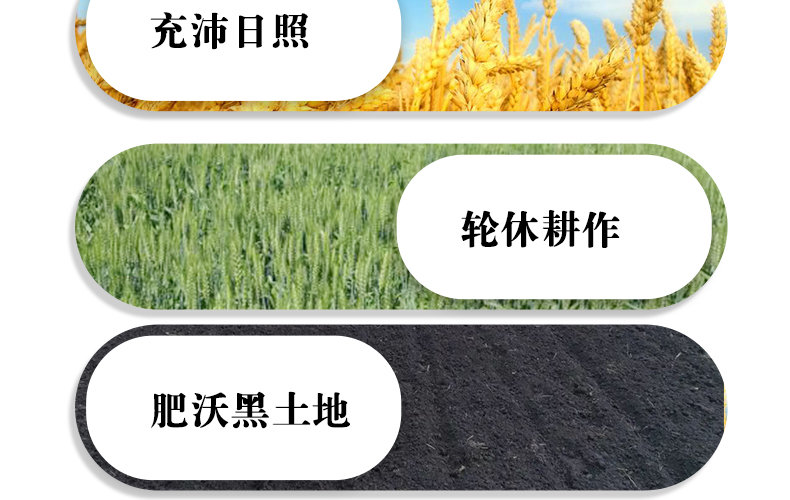 俄罗斯进口原粮 伊古道 多用途中筋小麦粉 5斤 图8