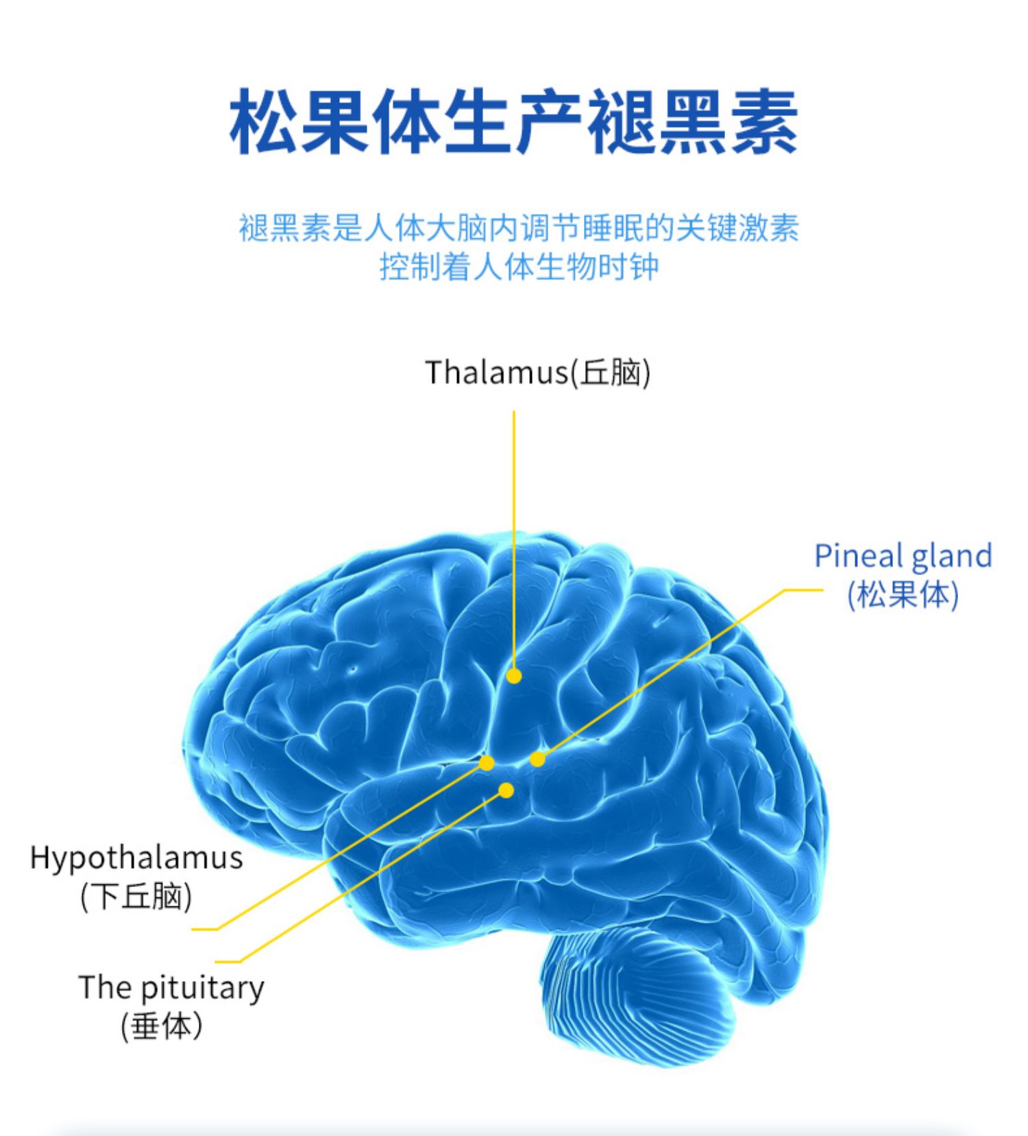 【60片】褪黑素维生素b6助眠胶囊