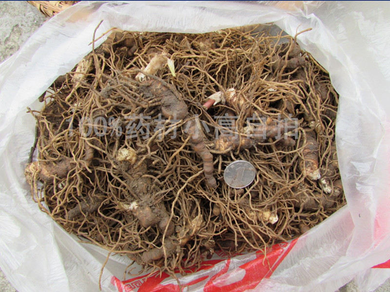 2016年新鲜七叶一枝花7_副本.jpg