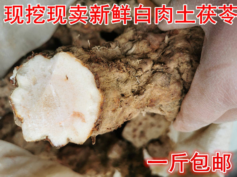 Dig Wild Earth and Poria Fresh Earth Poria Cocos Hard Rice Cooking Soup Wild Earth and China National catfish for eating