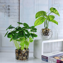 Simulation green copper money grass money leaf plant fake flower decoration potted bonsai home living room dining decoration ornaments