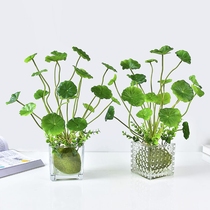 Copper grass simulation green plant potted living room plastic fake flower indoor furnishings set small bonsai money leaf desktop flower art