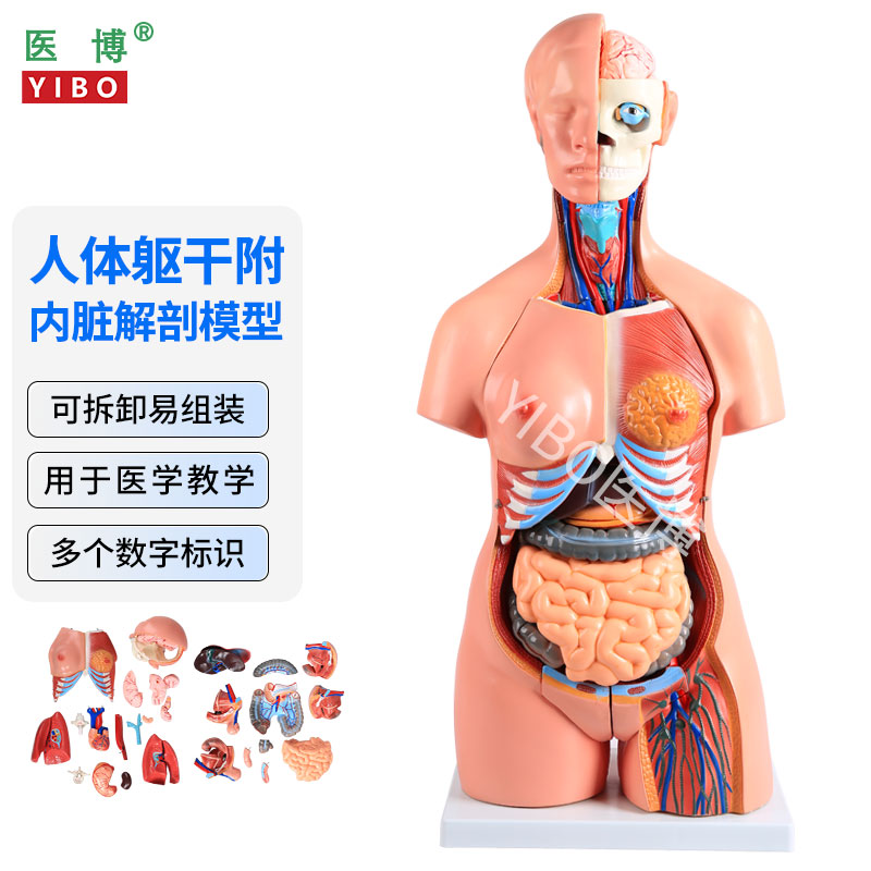 医博人体躯干解刨模型带内脏人体解肌肉消化系统刨模型 人体解刨模型可拆卸 80CM男性躯干模型 女性躯干模型