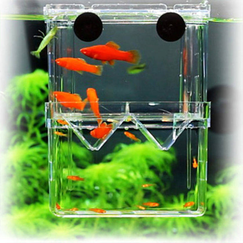 Transparent plate fisher production case wall-mounted small number fish tank isolation box Large-separator breeding separation