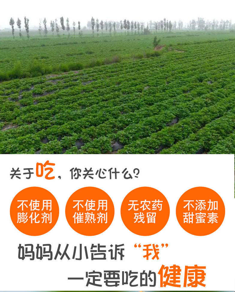 绿巧音 新鲜农家香甜蜜薯 5斤 图4