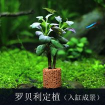 Fish tank lazy water grass sinking Wood one decoration goldfish algae centipede grass water Banyan landscape green Chrysanthemum Water grass planting Cup