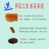 Амазонка водные черные водоросли