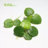 Рыбная аквариума для утки вода, живая растительная вода плавающая вода, украшена декоративной, за исключением качества воды для очистки NO3 Более 15 юаней