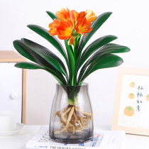 Jun Zlan Potted Flowers And Grass Plant Indoor Hydropony for easy and easy to live Four Seasons evergreen Desktop green plant with water to raise flowers