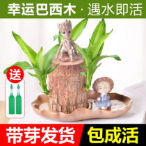 Brazilian wood lucky wood blossom suitable for office green plant plant plant plant Grut small tree people easy to feed plant