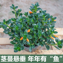 Goldfish chandelier potted plant with flower bud goldfish grass green planting indoor flower plant flowers good to feed all season blooming evergreen