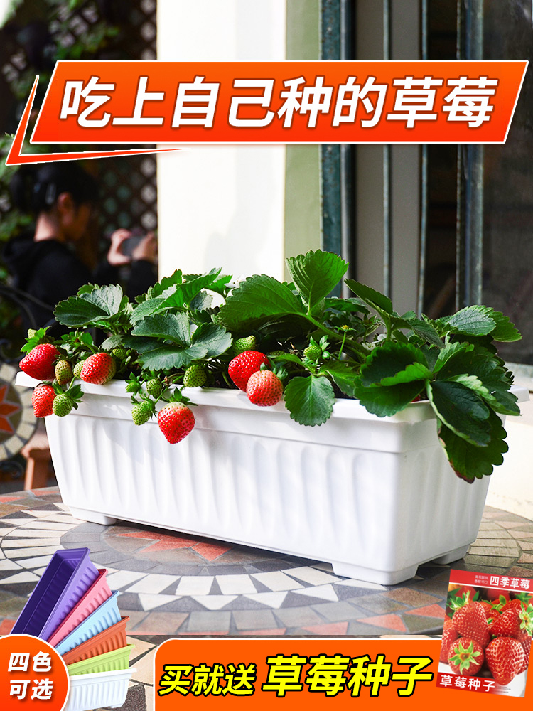 Strawberry Potted Special Pot of strawberry Flower Pots Rectangular Plastic Family Planting Trough of Vegetable Basin Theorist large number 