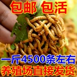 Живые птичьи жуки в живут