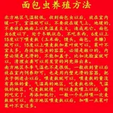 Живые птичьи жуки в живут