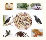 Живые птичьи жуки в живут