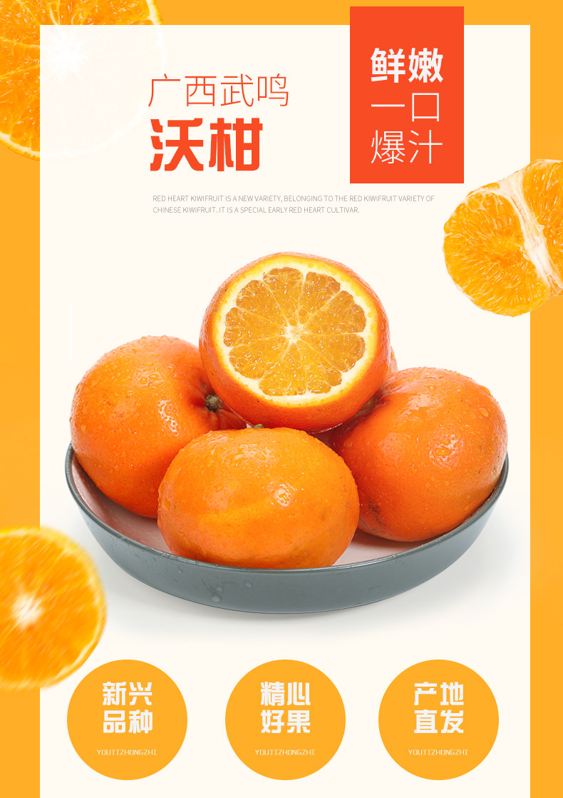正宗广西沃柑砂糖橘 5斤 现摘现发 图1