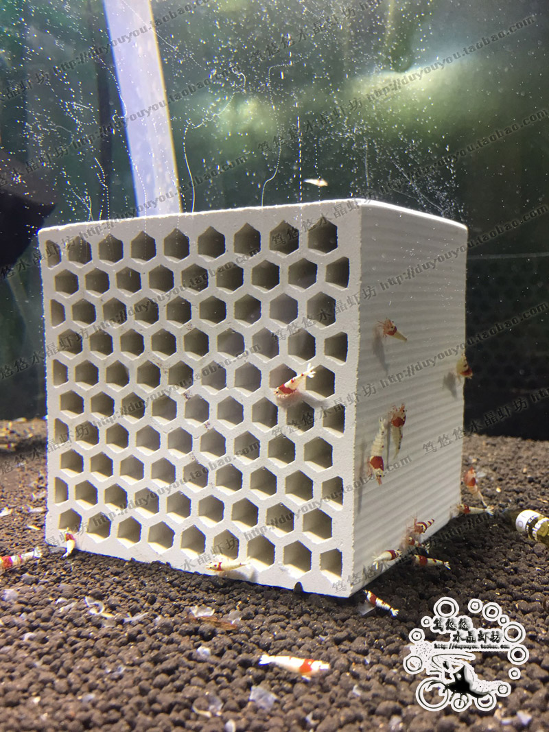 Breeding from crystal fire honeycomb ceramic brick natural shrimp very alien nest young shrimp protect Sue shrimp cabin
