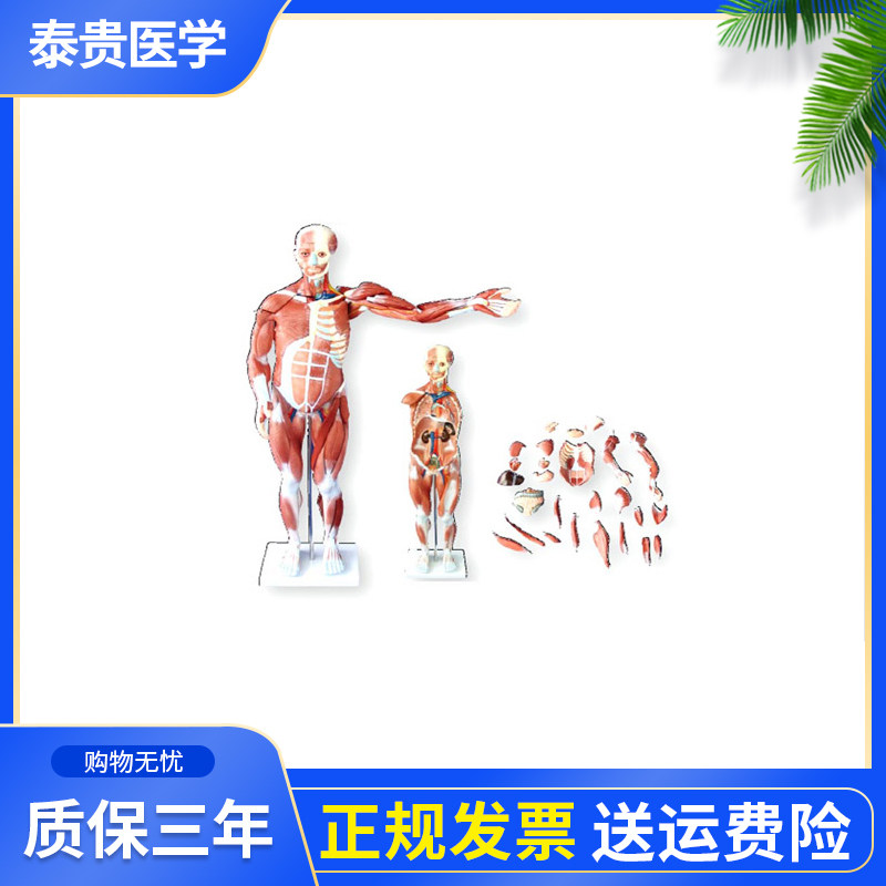 泰贵医学XC334人体肌肉模型（27件）80CM四肢躯干内脏器官解剖结构医学护理生理课程教学仿真模型