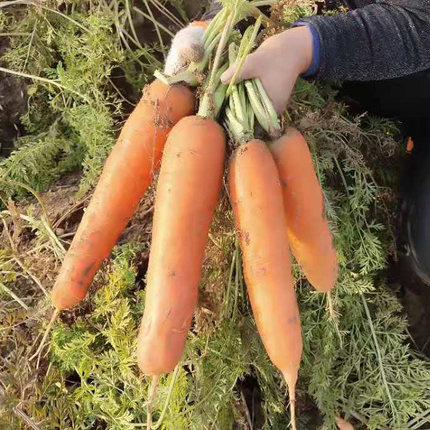 æ²³åæ²å°æ°´æè¡èå5æ¤åéçåçº¢å¿èçæ²çªçº¢èåæ°é²è¬èåé®