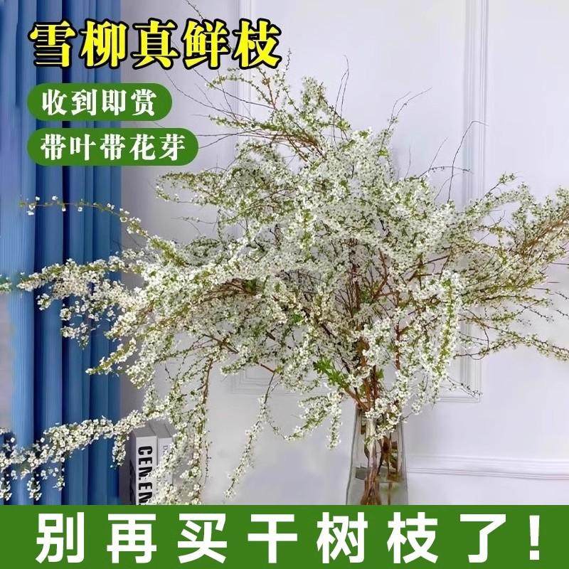 2025年水养植物潮流：雪柳鲜枝带花苞的高级水养插花艺术，适合室内盆栽吗？