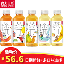 Quan Zhilong Nongfu Shanquan Tea Pie tea Wu Tea π tea drink Fruity black tea 500ml*15 bottles