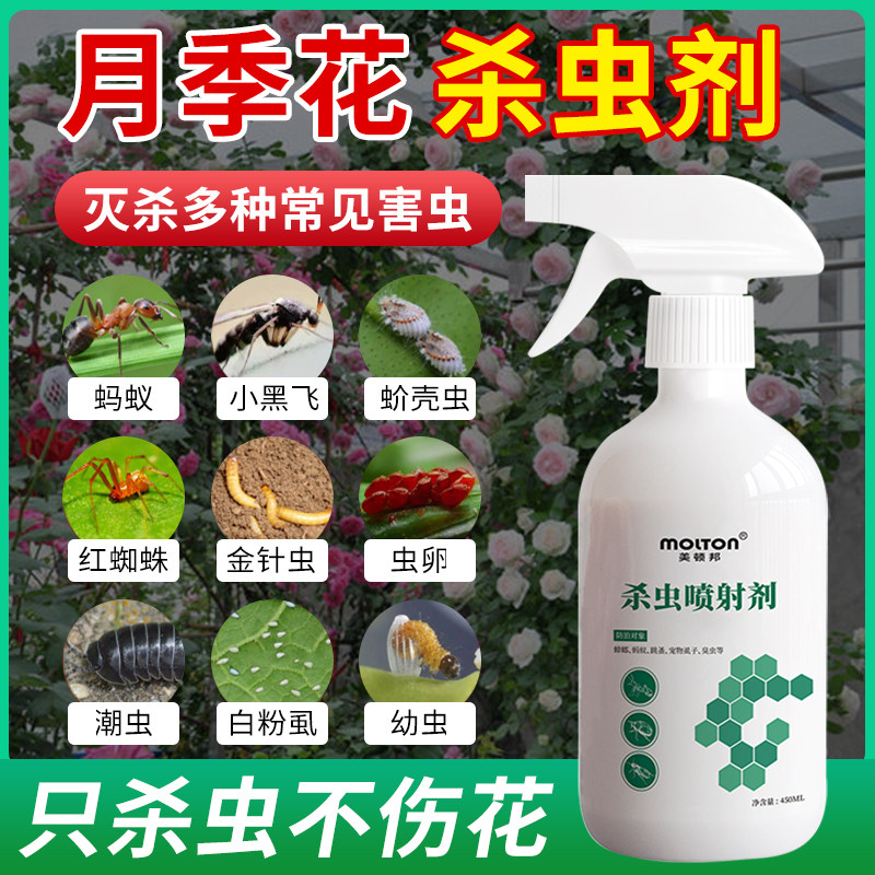 Rose flower insecticide rose succulent green plant universal in addition to aphids scale insect small black fly home indoor