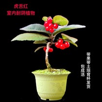 Flowers that don’t see the sun indoor plants that don’t need sunlight ornamental plants shade-tolerant plants purify the air